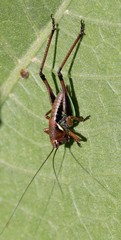 Pholidoptera aptera
