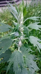 Leonurus quinquelobatus