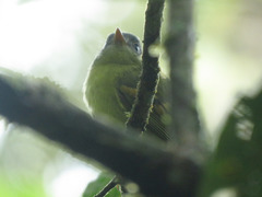 Pogonotriccus poecilotis