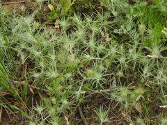 Ceratocarpus arenarius