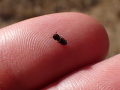 Trypodendron lineatum