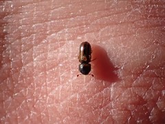 Trypodendron lineatum