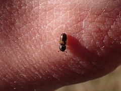 Trypodendron lineatum