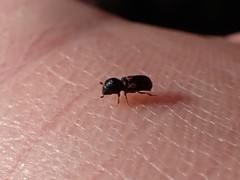 Trypodendron lineatum