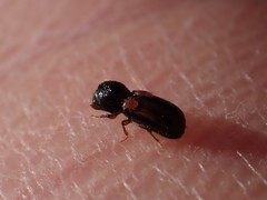 Trypodendron lineatum