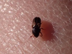 Trypodendron lineatum