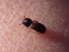 Trypodendron lineatum