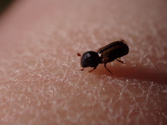 Trypodendron lineatum