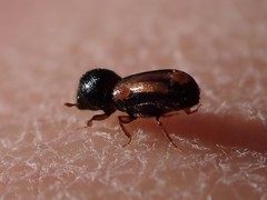 Trypodendron lineatum