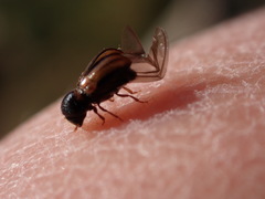 Trypodendron lineatum