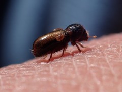 Trypodendron lineatum