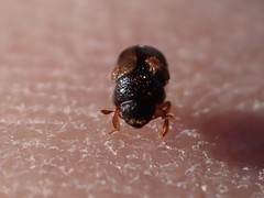 Trypodendron lineatum