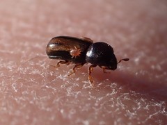 Trypodendron lineatum