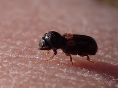 Trypodendron lineatum