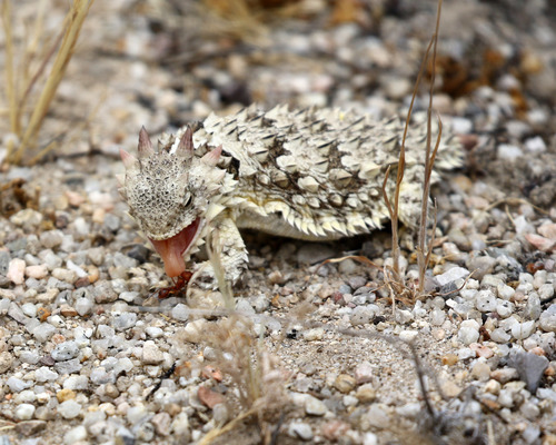 Blainville's Horned Lizard, San Benito County, US-CA, US, photo 10 of 10