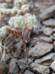Chaetonychia cymosa