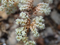 Chaetonychia cymosa