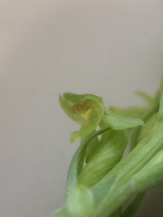 Platanthera huronensis