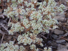Chaetonychia cymosa
