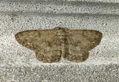 Hypomecis punctinalis