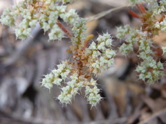 Chaetonychia cymosa