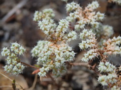 Chaetonychia cymosa
