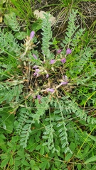 Astragalus testiculatus