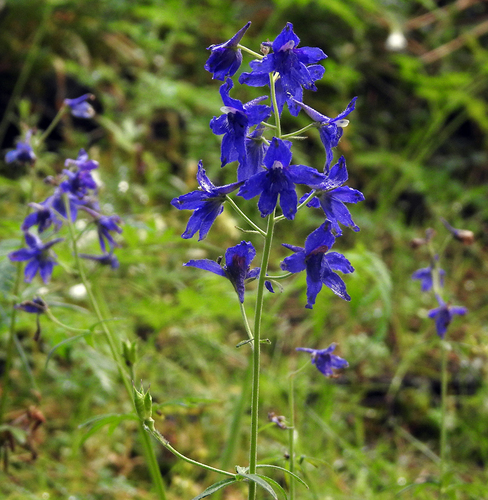 Delphinium menziesii DC.