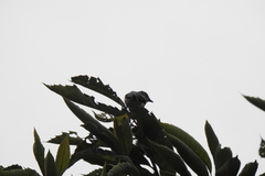 Pericrocotus cantonensis