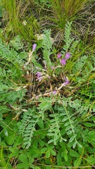 Astragalus testiculatus