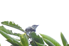 Pericrocotus cantonensis