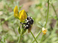 Melecta curvispina