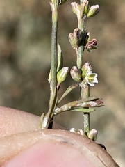 Polygonum argyrocoleon