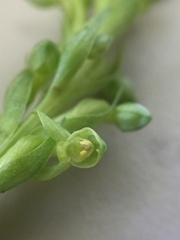 Platanthera huronensis