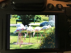 Phoenicopterus roseus