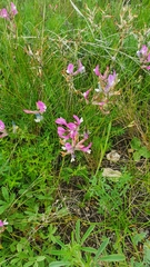 Astragalus macropus