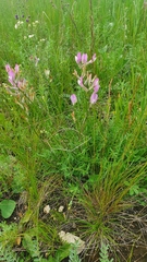 Astragalus macropus