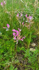 Astragalus macropus