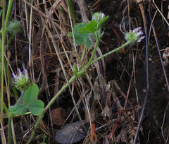 Trifolium microcephalum