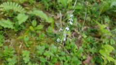Lobelia nuttallii
