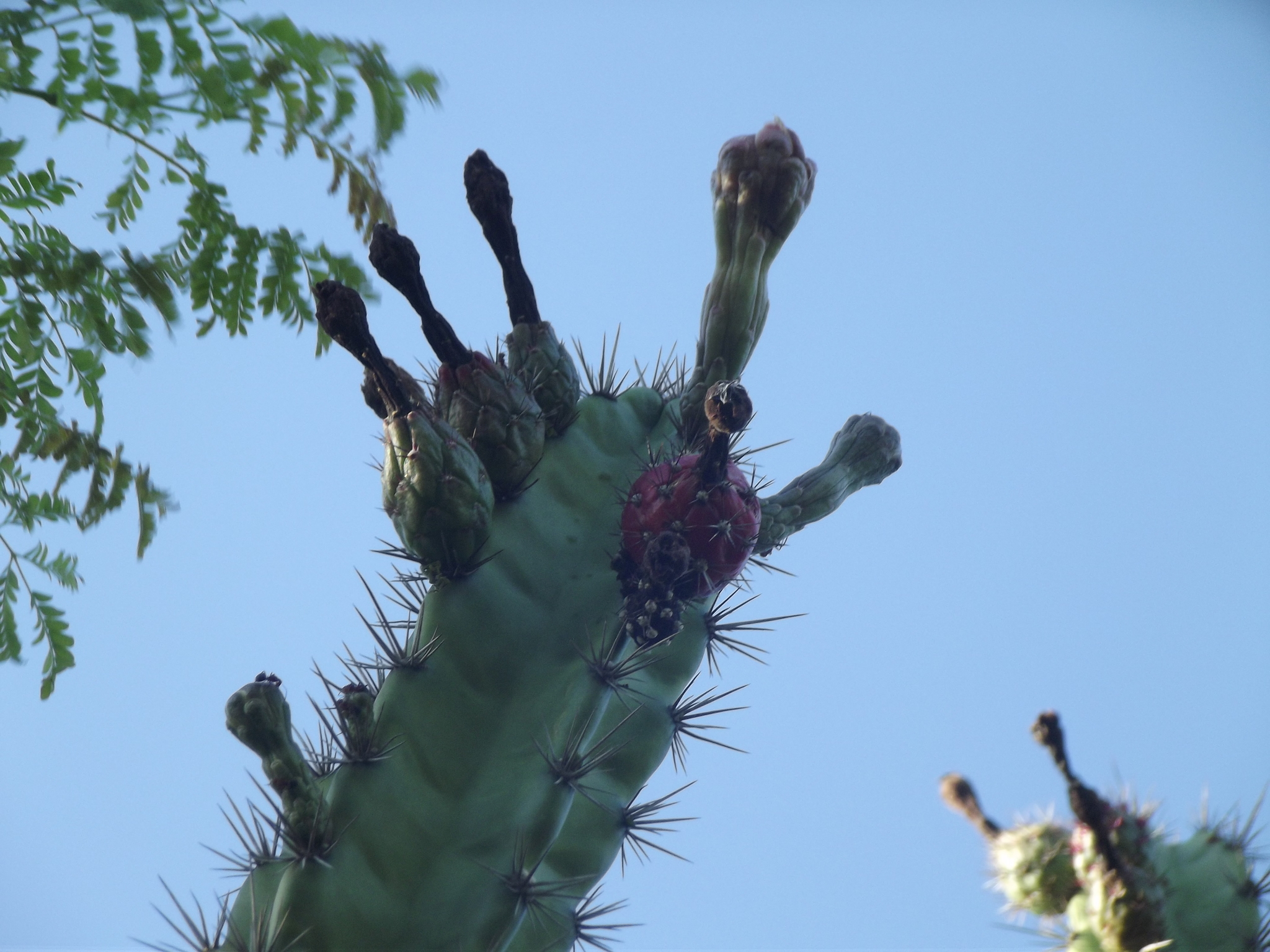 Stenocereus standleyi