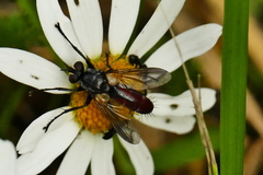 Cylindromyia bicolor