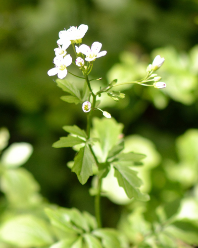 Cardamine amara (Cardamine amara)