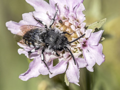 Melecta curvispina