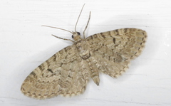Eupithecia intricata