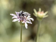 Melecta curvispina