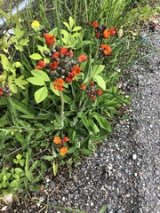 Pilosella aurantiaca