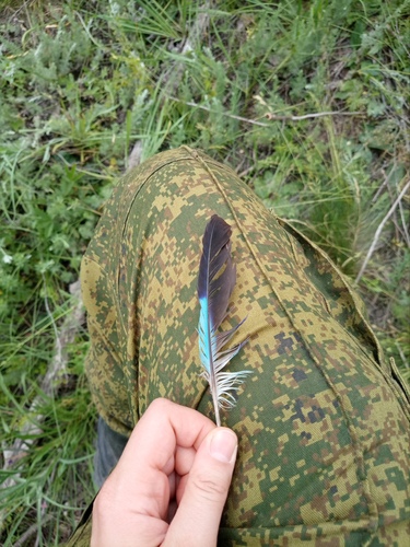 Plume de Rollier d'Europe