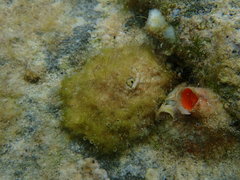 Fissurella barbadensis