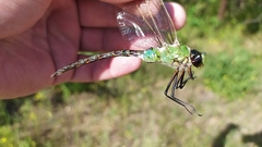 Anax imperator